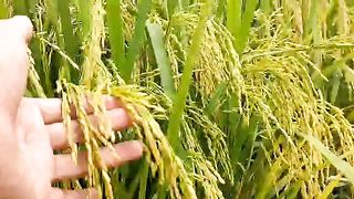 soon the rice harvest will come