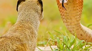 New video Meerkats VS Snacks fights 2024