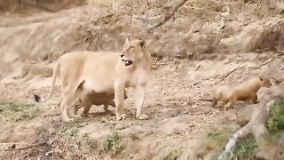 Big_Mistake_Leopard_When_Risking_Her_Life_To_Kidnap_Lion_Cub-_The_Lion_Mother_s_Brutal_Vengeance(360p).