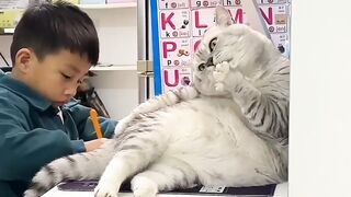 Funny cat study with children