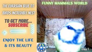 The Blue tit birds incredible nest II Bird breeding babies