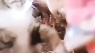 Cat funny video #cat #funny #funnyvideo