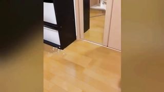 Best Funny Animal Videos 2024 Part 14