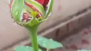 Rose fwl