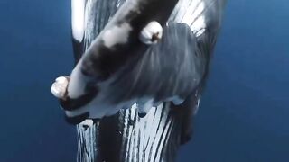 The Song of the Humpback Whale