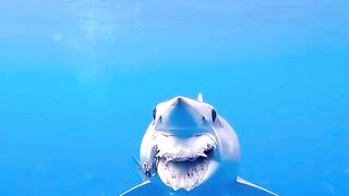 A shark with a ripped-out jaw.