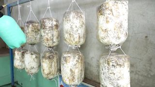 Mushrooms are easy to grow and harvest every day _ Step by step for beginners.