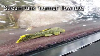 The power of a real stream tank