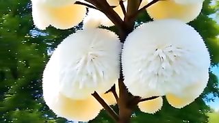 Shorts video Allah