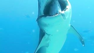 A shark with a tuna head in its mouth