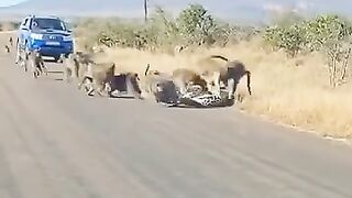 Leopard vs 30 Monkeys Subscribe to Gwynplaine for more amazing animal videos