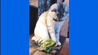 Funny Cat And Parrot_ A Compilation Of Funny And Cute Clips.