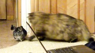 Chinchilla, cat and dog (Шиншилла, кошка и собака).