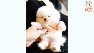 You will laugh at all the DOGS ???? Funny DOG Videos ????????