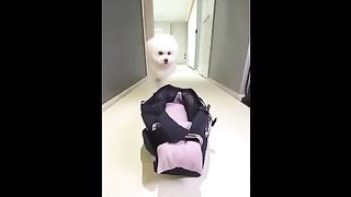 Funny Dogs Video ????????Cute Dog