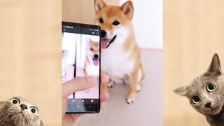 ???? Funny Dogs Videos Compilation 2022 #1