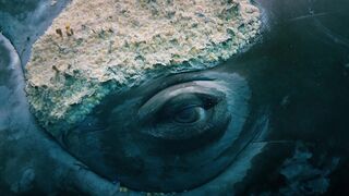 The Eye of the Whale