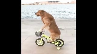 Baby Dogs ???? Cute and Funny Dog Videos Compilation | Funny Puppy Videos\\ 2023