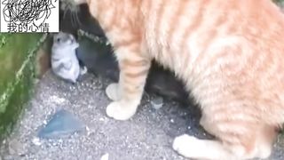 Best Funniest Animal Videos 2023 ???? - Funny Cats And Dogs Videos #2 ????