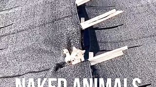 Funny cats #4.