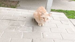 Кот звонко мурчит просто так