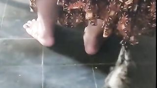 cats))