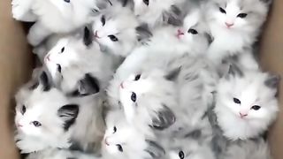 21 VIRAL CUTE CAT FUNNY