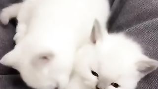 22 VIRAL CUTE CAT FUNNY