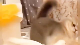 23 VIRAL CUTE CAT FUNNY