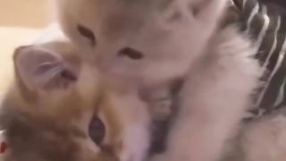 24 VIRAL CUTE CAT FUNNY