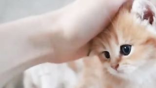 25 VIRAL CUTE CAT FUNNY