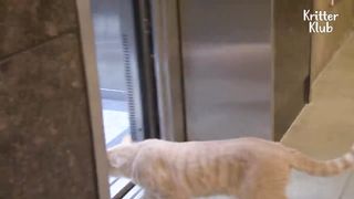 Funny Cat Lives On Campus With 300 Owners _ Kritter Klub.