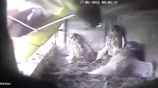 feeding birds scared