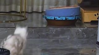 cats___)))