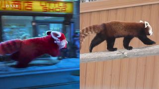 Turning Red Real Life Side-By-Side   Pixar