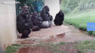 Feeling miserable in the rain These gorillas too.