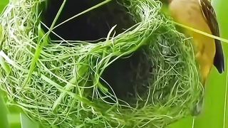 The village weaver, also known as the spotted-backed weaver or black-headed weaver