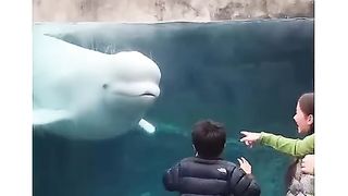 Playful With people