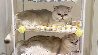 The cute behavior of the yellow cat