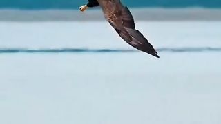 A bald eagle is fishing.