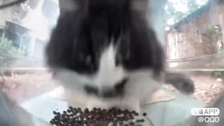 Mr. Kitler ( Hitler's Cat Version )