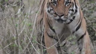 TIGER HUNTING GAUR / KANHA