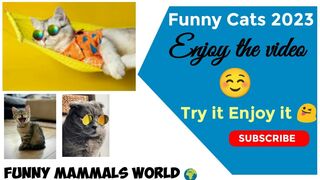 Cute Cats Funny 2023 II Lovely Cats Playing 2023