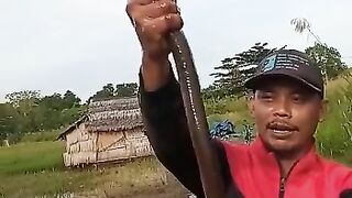 biggest eel