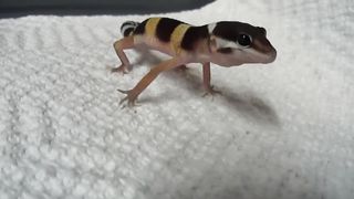 Gecko Scream.