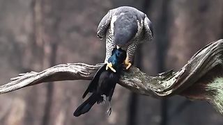 Peregrine Falcon Eating A Grackle