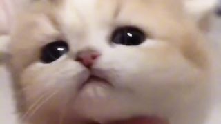 Baby cat videos 2024