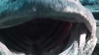 The mouth of a giant grouper.
