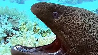 Partnership morayeel and cleaner wrasse