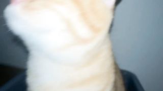 Funy cat